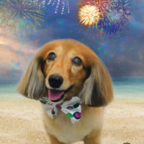 Mダックスフント