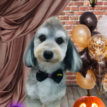 マルチーズ×Mダックスフントmix