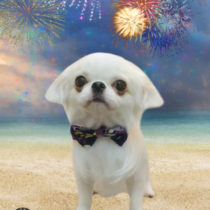 ペキニーズ×チワワMIX