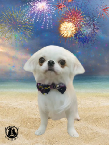 ペキニーズ×チワワMIX