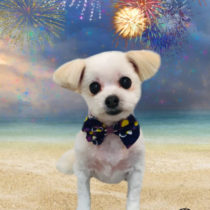 マルチーズｍix