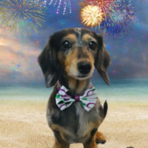 Mダックスフント