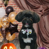 トイプードル×狆mix