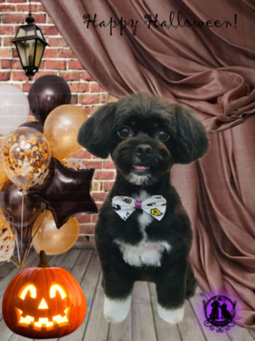 トイプードル×狆mix