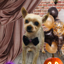 ヨークシャテリア