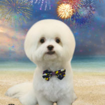 マルチーズ×チワワmix