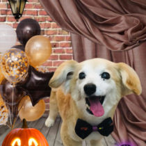 チワワ×Mダックスフントmix