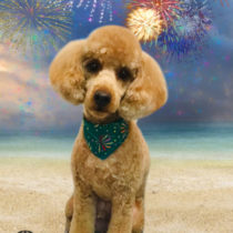 ミニチュアプードル