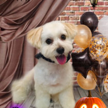 マルチーズ×トイプードルmix