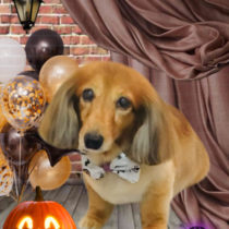 Ｍダックスフント