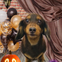 Mダックスフント