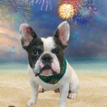 フレンチブルドッグ