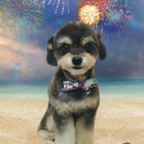 チワワ×トイプードルmix