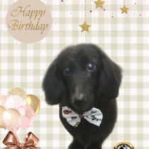 Mダックスフント