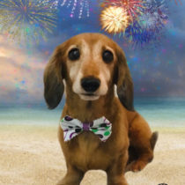 Mダックスフント