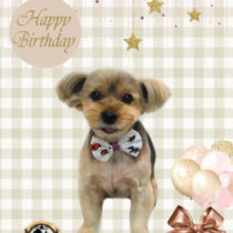 ヨークシャテリア