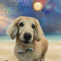 Mダックスフント