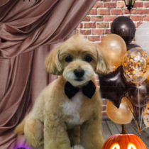 チワワ×トイプードルmix