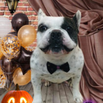 フレンチブルドッグ