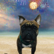 フレンチブルドッグ