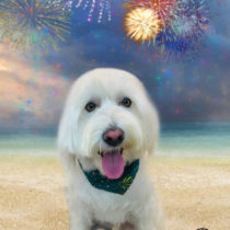 Mシュナウザー×ウエスティーmix