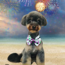 チワワ×トイプードルmix