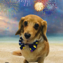 Mダックスフント