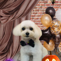 マルチーズ×トイプードルmix