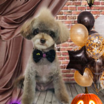 チワワ×トイプードルmix