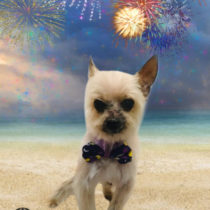 ヨークシャテリア