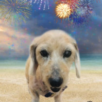 Mダックスフント