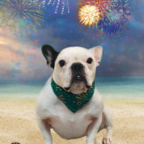 フレンチブルドッグ