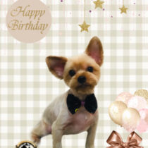 ヨークシャテリア