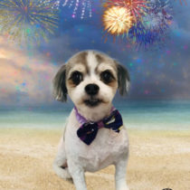 マルチーズ×チワワmix