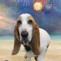 バセットハウンド