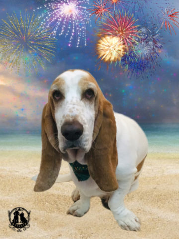 バセットハウンド