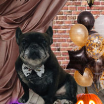 フレンチブルドッグ