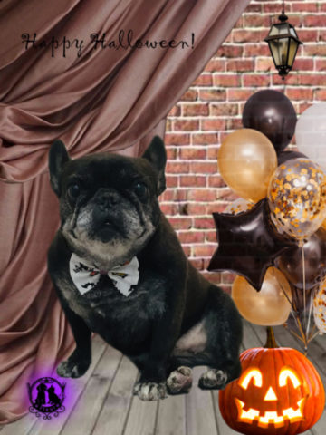 フレンチブルドッグ