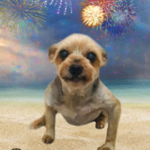 ヨークシャテリア