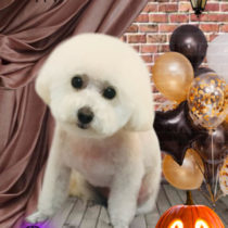 マルチーズ×トイプードルmix