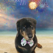 Mダックスフント