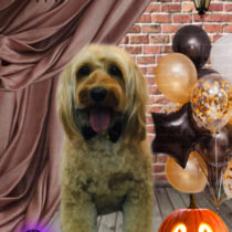 オーストラリアンラブラドゥードル