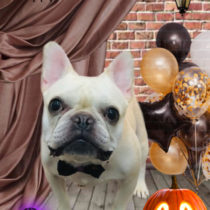 フレンチブルドッグ