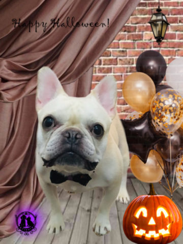 フレンチブルドッグ