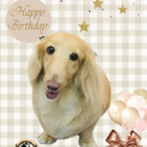 Mダックスフント