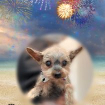 ヨークシャテリア