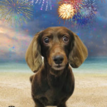 Mダックスフント