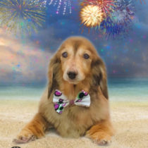 Mダックスフント