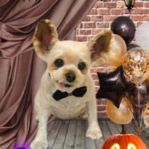 ヨークシャテリア