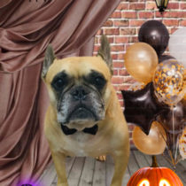 フレンチブルドッグ